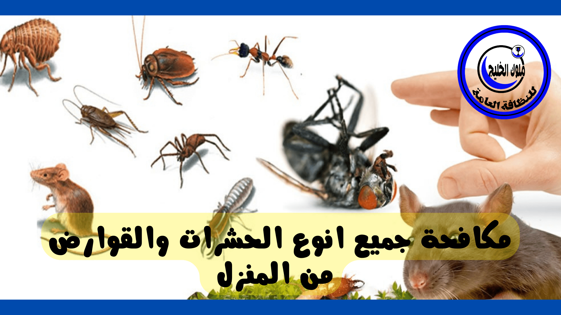 حشرات بالدمام ملوك الخليج 1